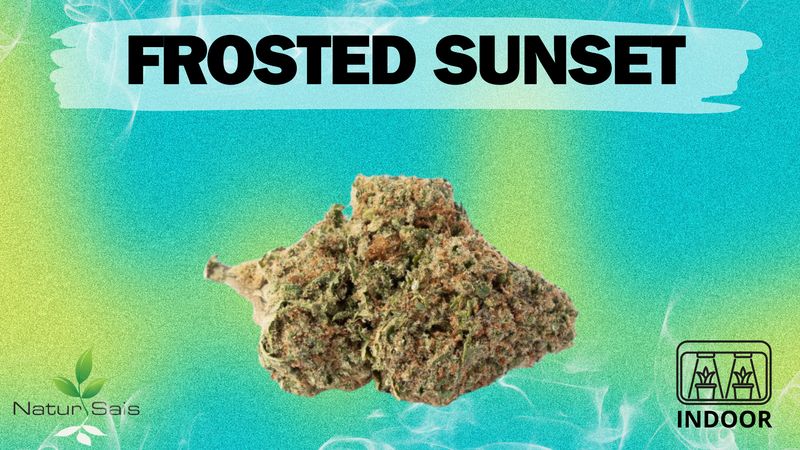 FROSTED SUNSET (SMALL BUDS) Desde: 2,00 €/gr